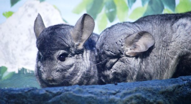 钦奇利亚动物图片下载