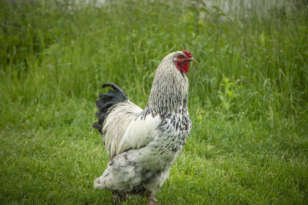 农场上的梵天公鸡，绿草上的白公鸡，农场上的家禽养殖，家禽养殖。图片下载