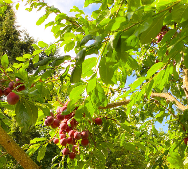 准备收获的红李子图片下载