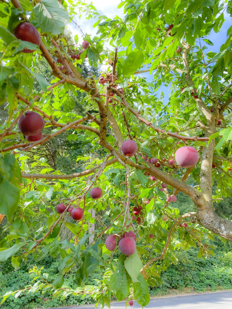 准备收获的红李子图片下载