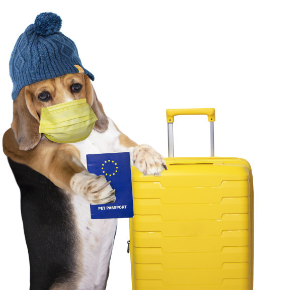 滑稽的狗旅行者戴着面具和手提箱展示兽医护照图片下载