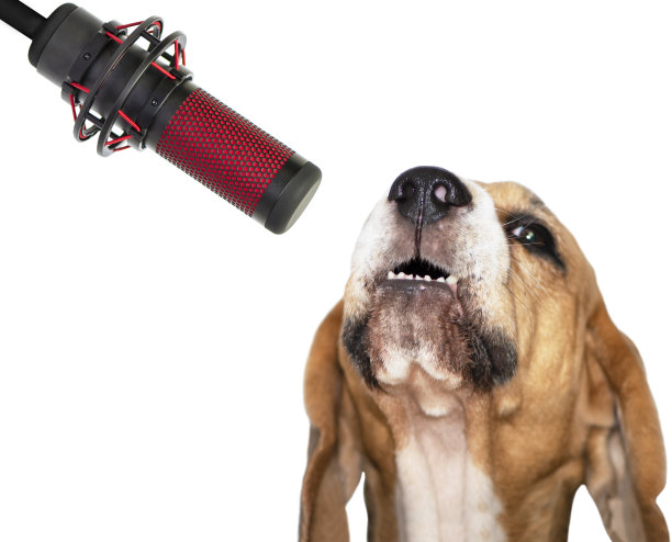 可爱的小猎犬对着麦克风唱歌图片下载