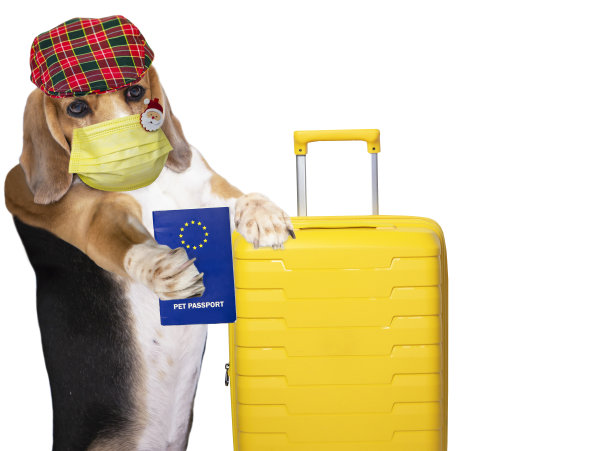 滑稽的狗旅行者戴着面具和手提箱展示兽医护照图片下载