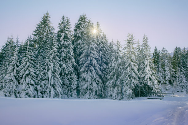在瑞士伦泽黑德湖畔，一场大雪过后，树木被白雪覆盖图片下载