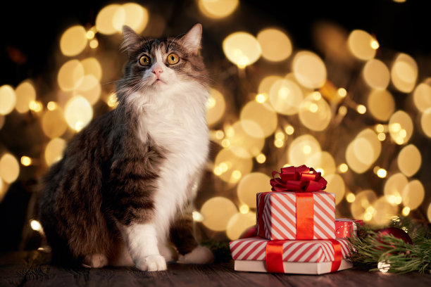 最喜欢的宠物猫和圣诞礼物在节日的背景图片下载