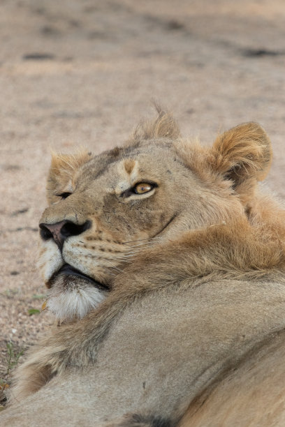 雄狮抬起头。图片下载