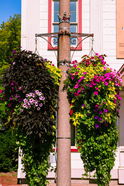 加拿大安大略省尼亚加拉湖上的一根柱子上的花图片下载