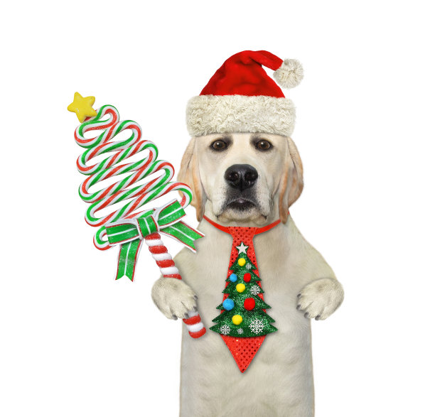 带着棒棒糖的狗狗拉布拉多图片下载