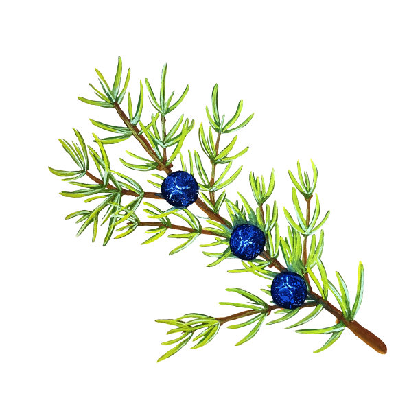 有浆果的杜松枝图片下载