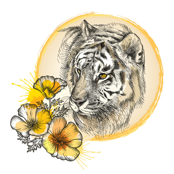 手绘图形素描西伯利亚或黑龙江虎头和橙色花孤立的白色背景。图片下载