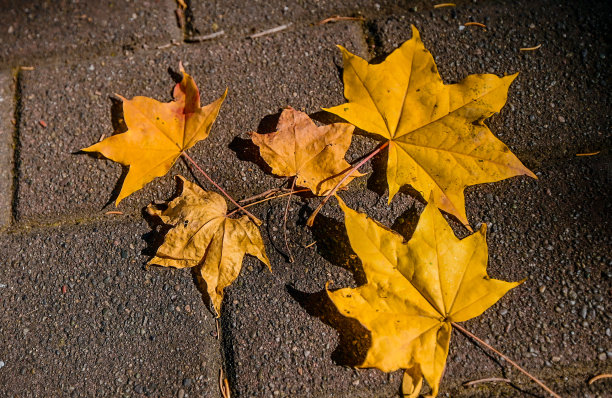 掉叶子图片下载