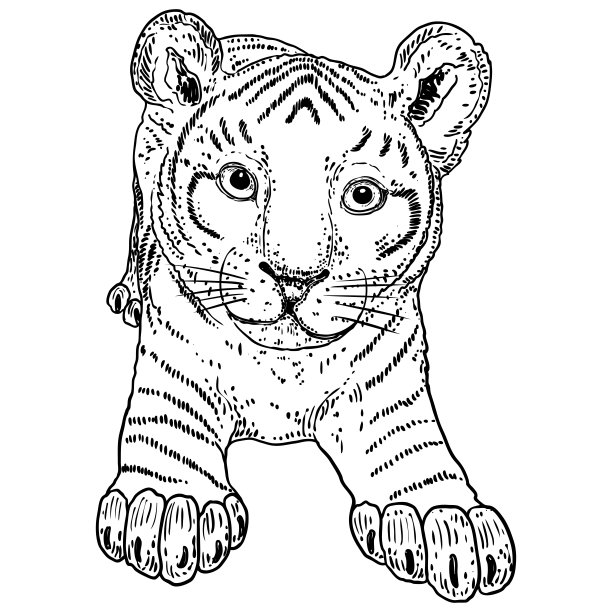 可爱的小老虎，小熊画。向量。图片下载