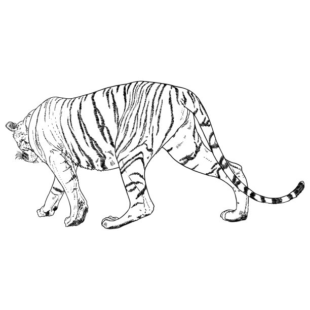 老虎走。东北虎或西伯利亚虎，大型野猫。濒危动物来自红皮书，手绘。向量。图片下载