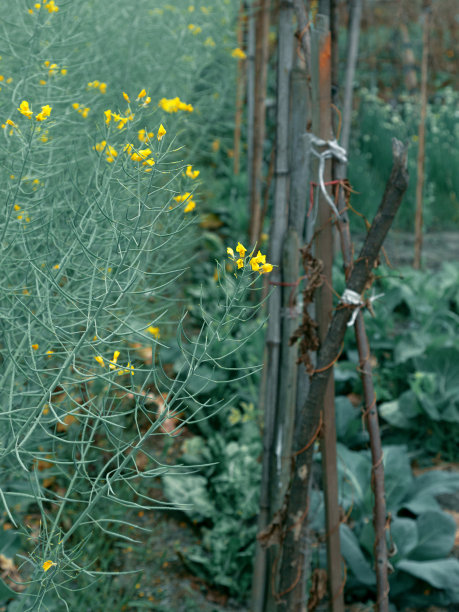 篱笆旁边，田野里开满了油菜花图片下载