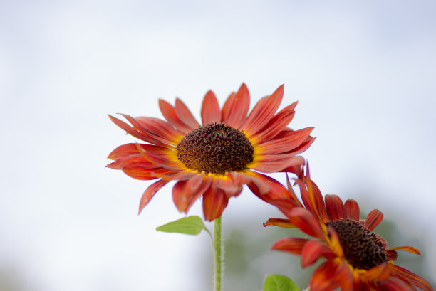 向日葵和蓝天图片下载