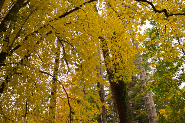 村里的秋色图片下载