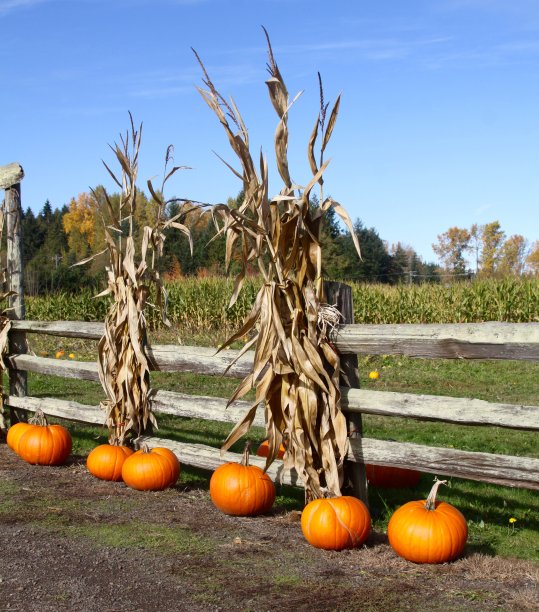 南瓜显示图片下载