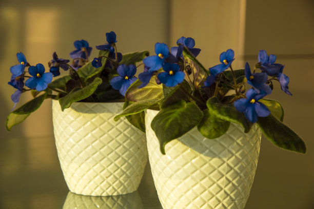 浅蓝色紫罗兰色图片下载