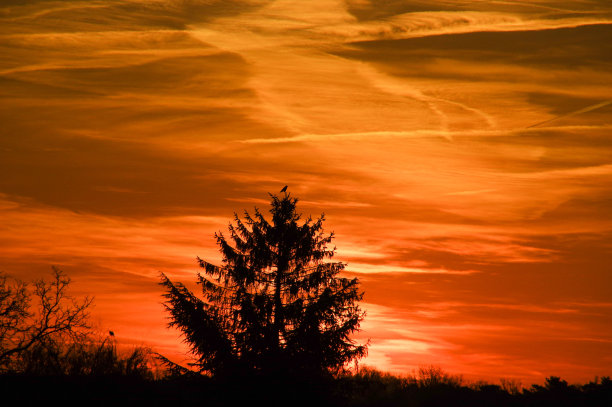 日出时树上的鸟图片下载
