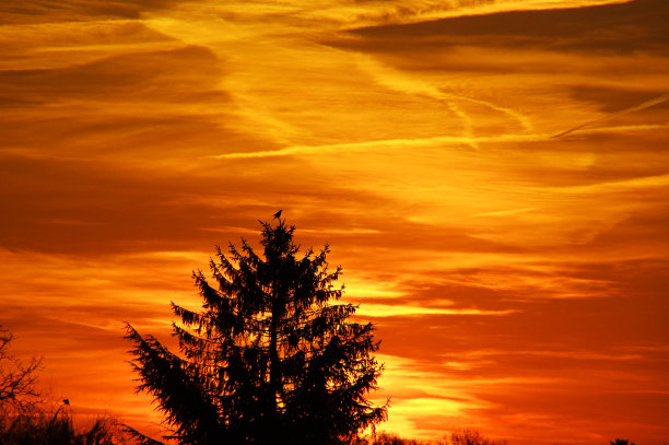 日出时树上的鸟图片下载
