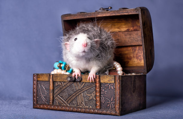 一个可爱的小老鼠在旧木箱上。图片下载