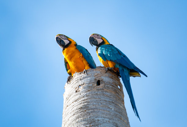 一对蓝色和黄色的金刚鹦鹉，Ara ararauna，栖息在一棵枯死的棕榈树上图片下载