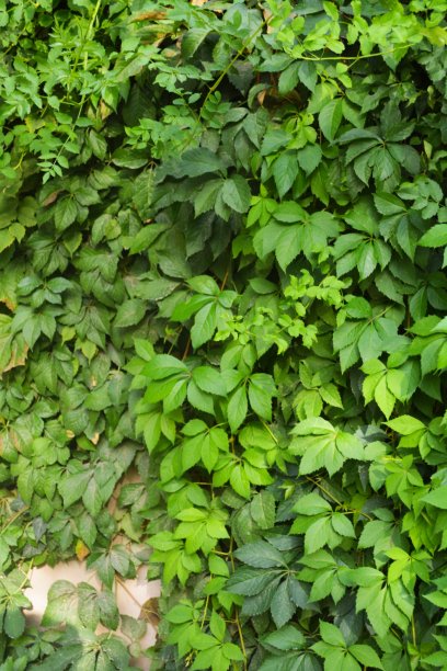 叶子的背景图片下载