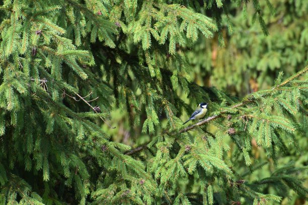 树上的大山雀图片下载