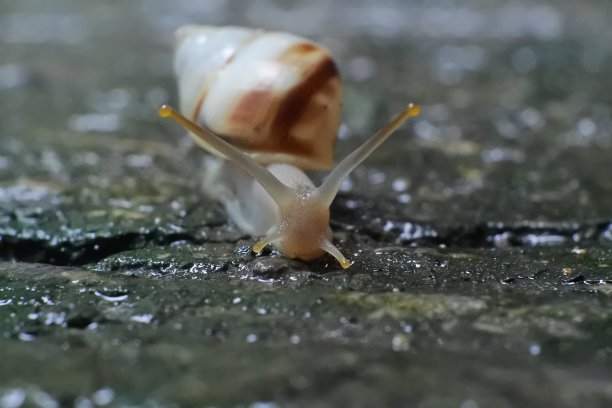 蜗牛紧贴在地上。蜗牛的照片图片下载