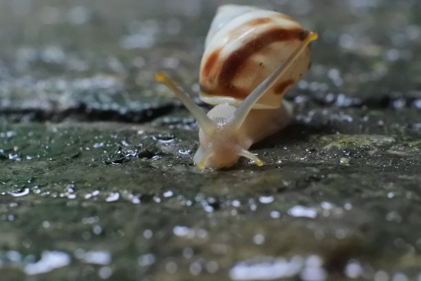 蜗牛紧贴在地上。蜗牛的照片图片下载