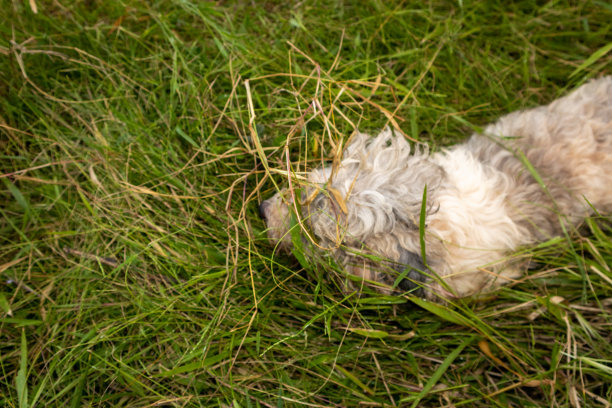狗和草图片下载