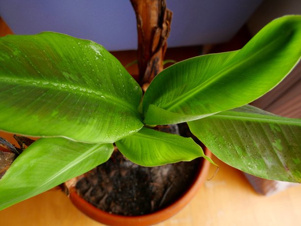 香蕉盆栽从上面图片下载