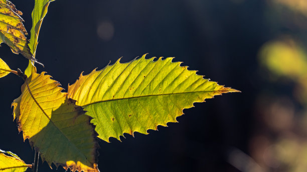 在阳光的照耀下，树上一片绿色的秋叶图片下载
