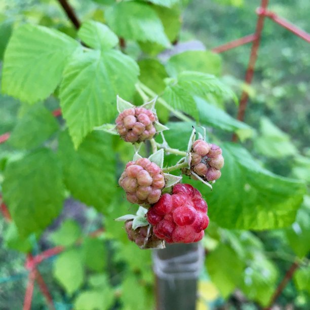 藤蔓上的新鲜黑覆盆子图片下载