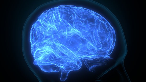 人脑解剖图。图片下载