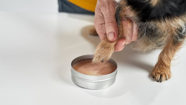 近距离的女人把狗爪放在蜡宠物印上图片下载