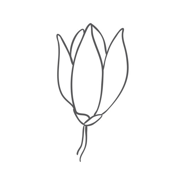 手绘木兰花素描图。向量。图片下载