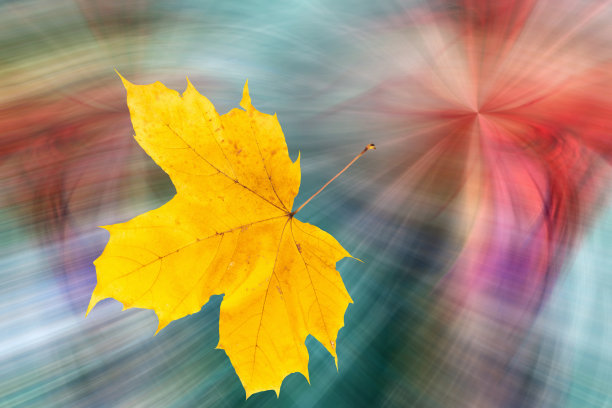 飞舞的秋天黄色枫叶在艺术抽象旋转未来的空间背景图片下载
