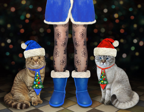 两只猫坐在圣诞老人的腿边。图片下载