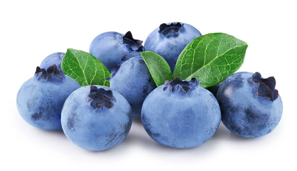蓝莓叶孤立在白色背景上图片下载