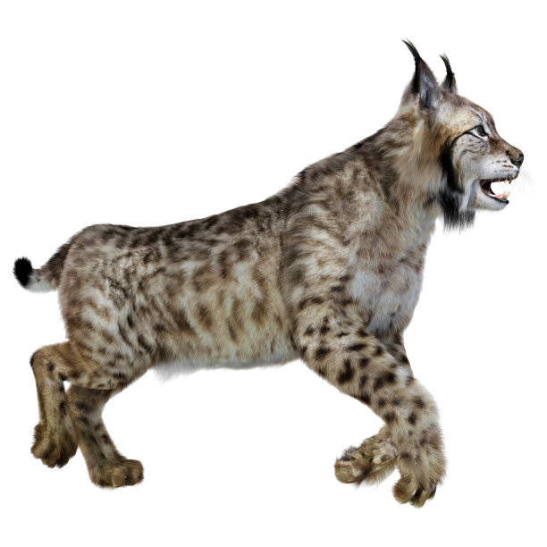 3D插图猞猁动物在白色图片下载