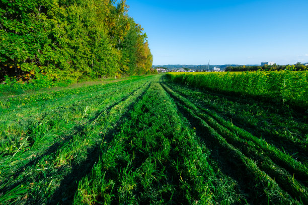 油菜花图片下载