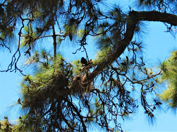 树顶。自然景观。图片下载