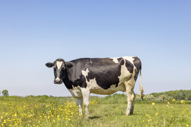 奶牛和鲜花在绿色的草地上，黄色的花朵和蓝色的天空，农场的场景，油菜图片下载