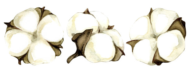 一套水彩插图的棉花孤立在白色的背景。图片下载