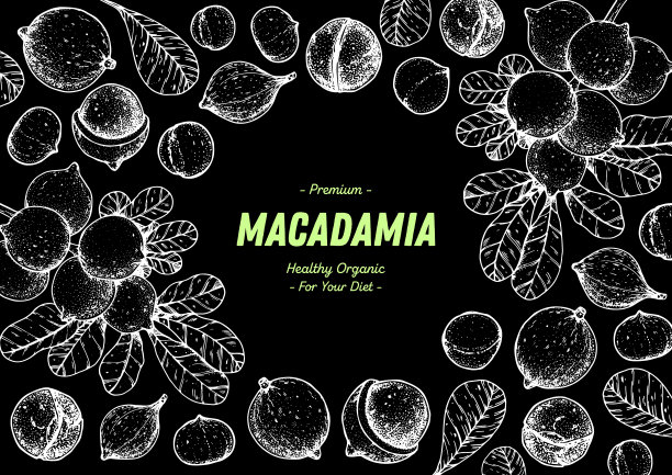 手绘夏威夷坚果。有机食品矢量插图。矢量设计模板。伟大的包装设计。手绘草图。澳洲坚果草图。雕刻风格。图片下载