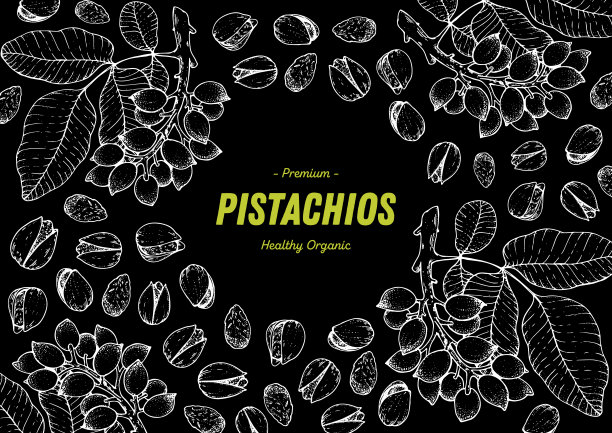 开心果手绘素描。坚果矢量插图。有机健康食品。伟大的包装设计。雕刻风格。黑白相间。图片下载