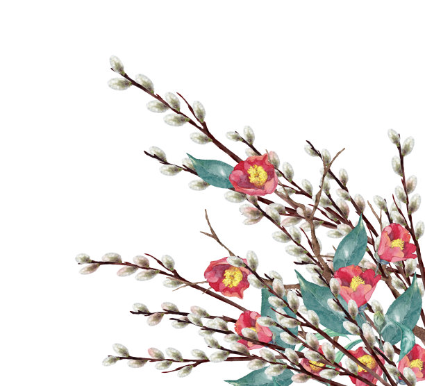 水彩山茶花与阴户柳树图片下载