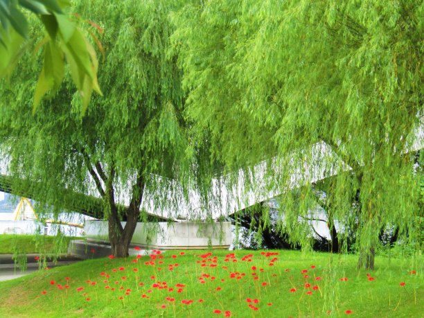 日本。9月。33、桥下绿草如茵，红花满园。图片下载