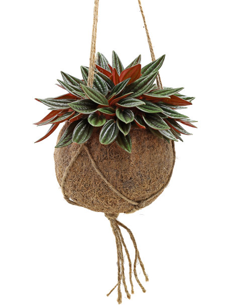 红辣椒，叶深绿色和红色，种植于白色背景下的悬吊椰子纤维罐中图片下载